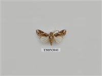 藏品(夜蛾711)的圖片